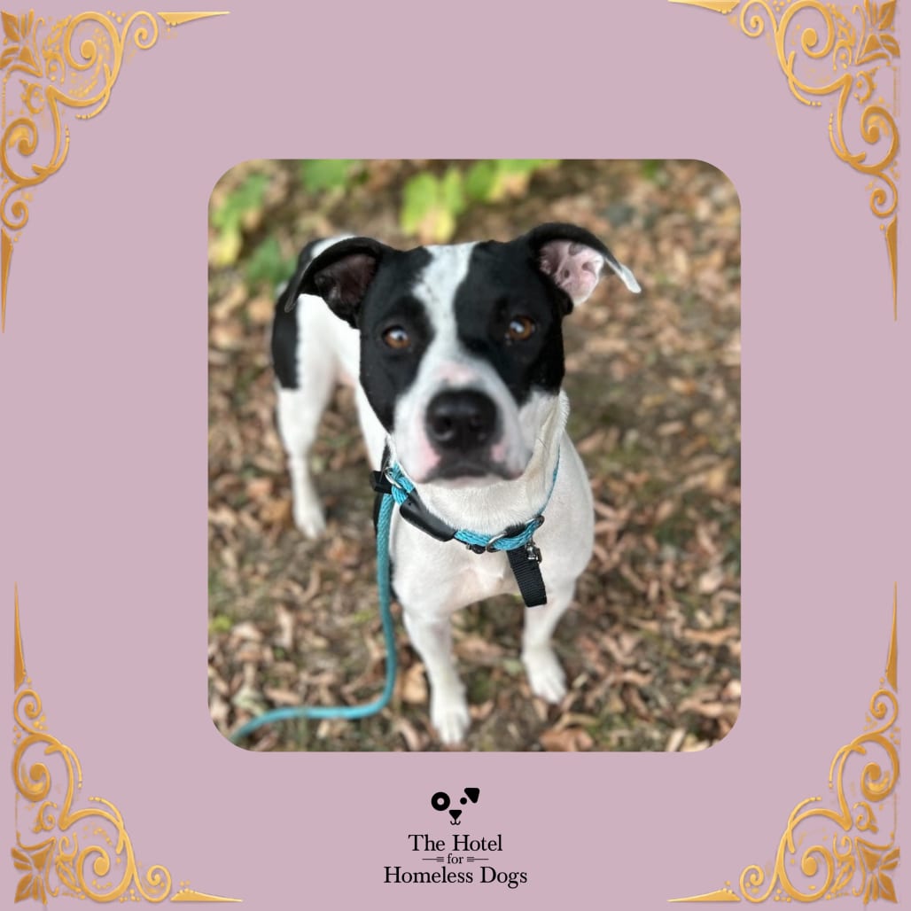 Photo of Nova, adoptable Mixed Breed (Medium) in Cumberland, Rhode Island