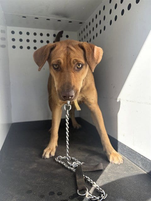 Photo of A171444, adoptable German Shepherd Dog in Bakersfield, California