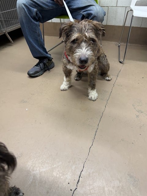 Photo of Senior Schnauzer - Miniature mix, adoptable Schnauzer - Miniature mix in Chicago, Illinois