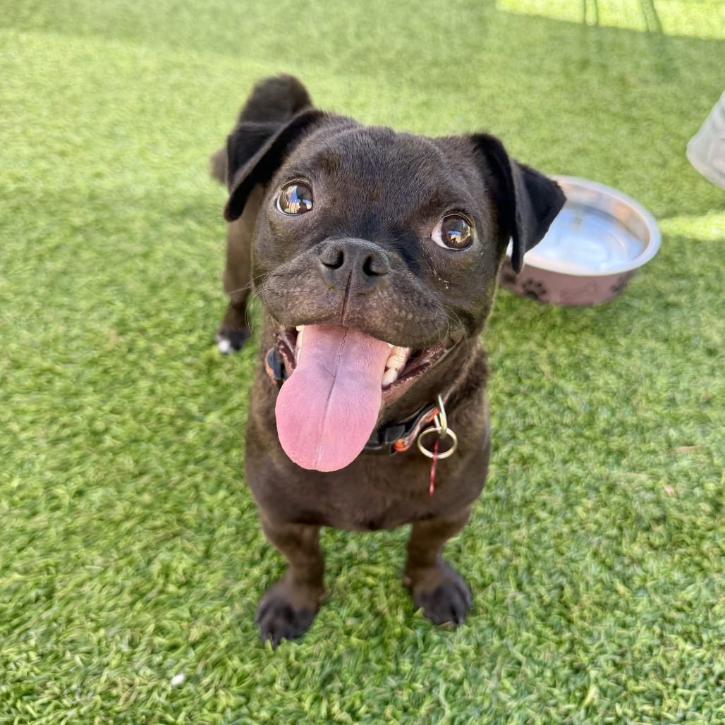 Photo of Wilbur, adoptable Pug in Agoura Hills, California