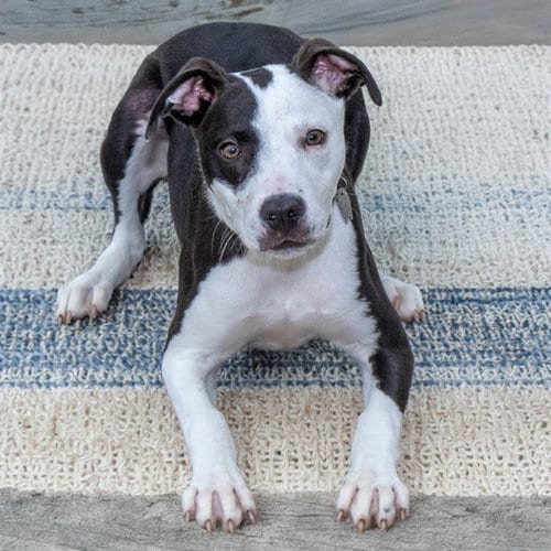 Photo of Atlas, adoptable Pit Bull Terrier in St Louis, Missouri