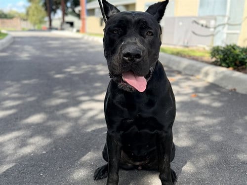 Photo of Stella, adoptable Cane Corso Mastiff in St. Cloud, Florida