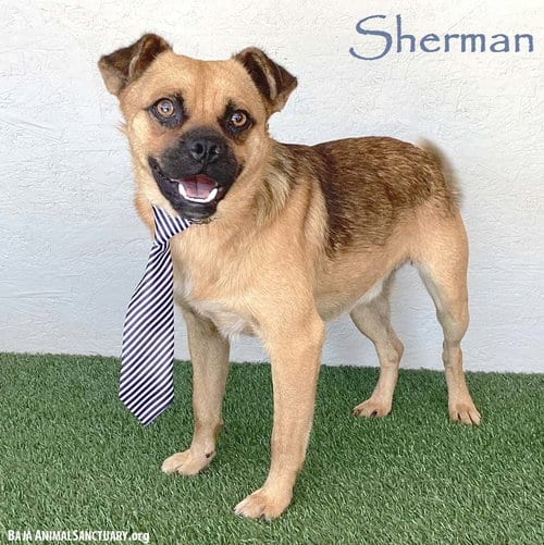 Photo of Sherman, adoptable Brussels Griffon in San Diego, California
