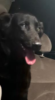 Photo of Manfred, adoptable Labrador Retriever in San Antonio, Texas
