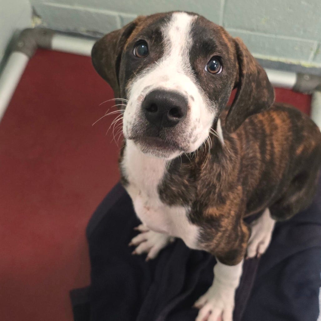 Photo of Luke, adoptable Hound, Plott in East Hanover, New Jersey