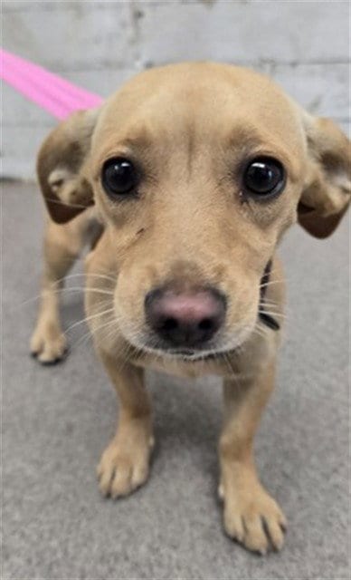 Photo of Ariel, adoptable Chihuahua in San Bernardino, California