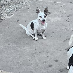 Photo of Scarlet, adoptable Chihuahua in Riverview, Florida