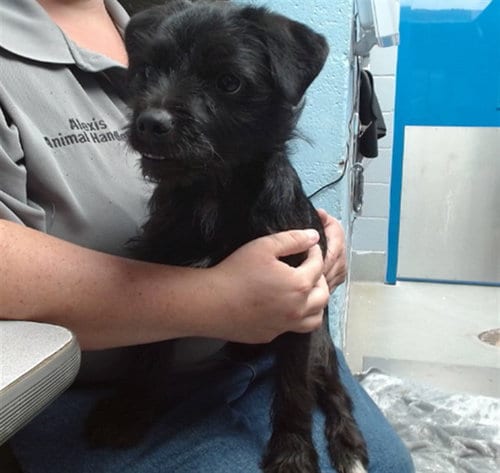 Photo of Zorro, adoptable Border Terrier in Albuquerque, New Mexico