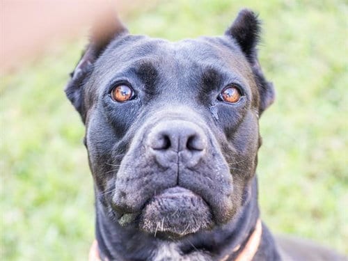 Photo of Empress, adoptable Cane Corso Mastiff in Haw River, North Carolina