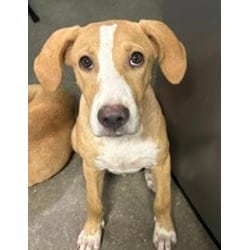 Photo of Harry, adoptable Golden Retriever in San Antonio, Texas
