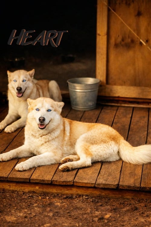Photo of Athena & Iris, adoptable Siberian Husky in Severn, Maryland