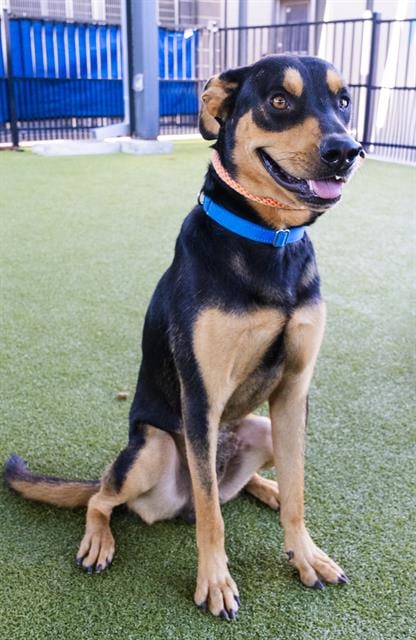 Photo of Caesar, adoptable Rottweiler in Waco, Texas