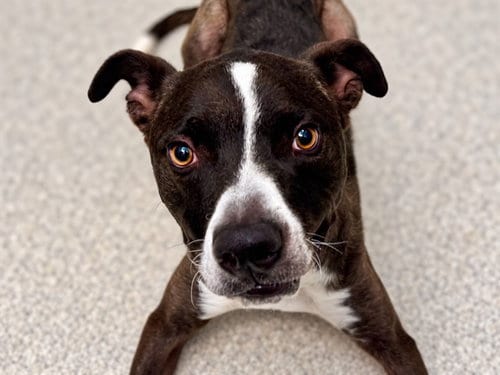 Photo of Dude, adoptable Pit Bull Terrier in Denver, Colorado