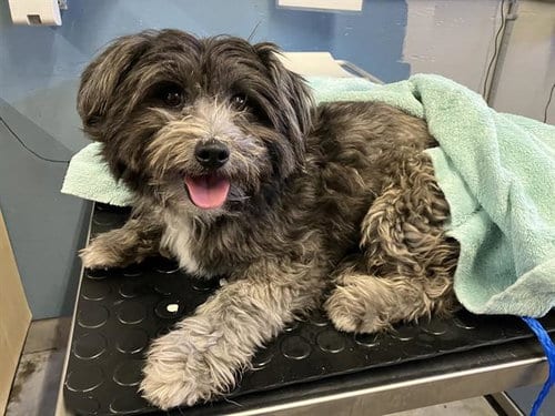 Photo of Corey, adoptable Havanese in Camarillo, California