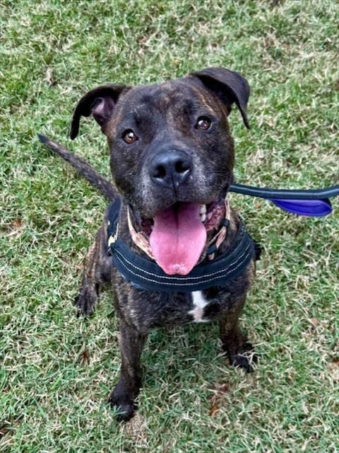 Photo of Caribbean, adoptable Terrier mix in Miami, Florida