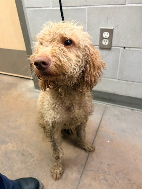 Photo of Milo, adoptable Poodle - Miniature mix