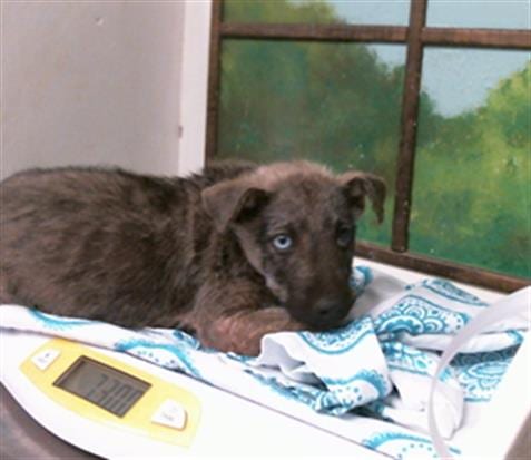 Photo of A2103074, adoptable Siberian Husky in Houston, Texas