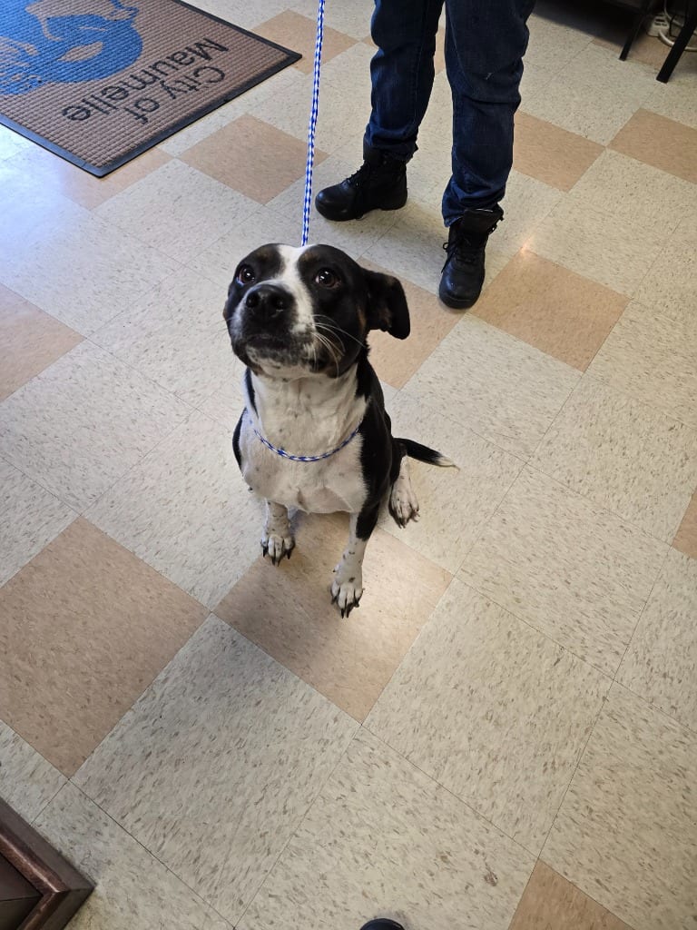 Photo of Cynthia (Lulu), adoptable Cattle Dog in Maumelle, Arkansas