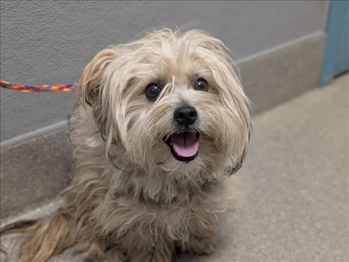 Photo of Caramel, adoptable Lhasa Apso in Las Vegas, Nevada