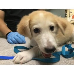 Photo of Butter, adoptable Shepherd (Unknown Type) in Jurupa Valley, California