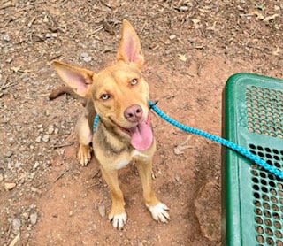 Photo of Scott, adoptable German Shepherd Dog in Clyde, North Carolina
