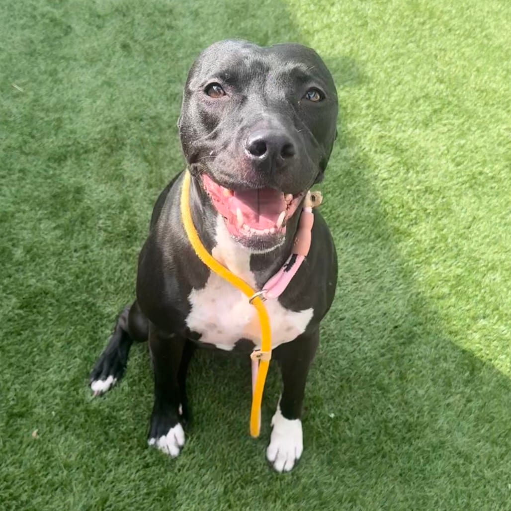 Photo of Martini KCAC 26-40841, adoptable Terrier, Pit Bull in Hayden, Idaho