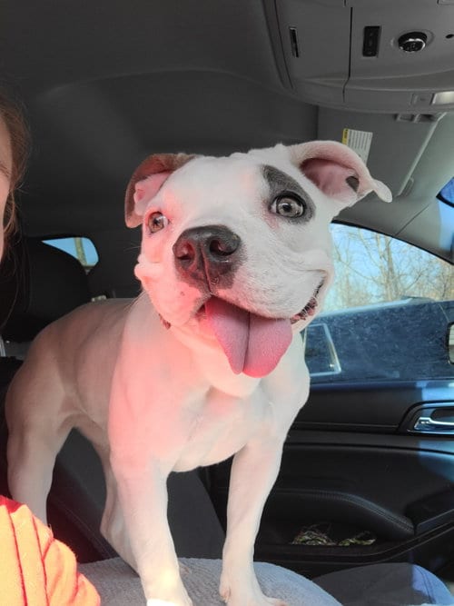 Photo of Lulu, adoptable Terrier in Columbus, Indiana