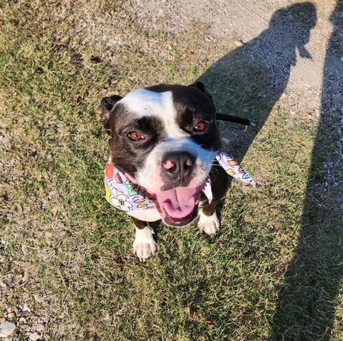 Photo of Lola, adoptable Bulldog in Rosenberg, Texas