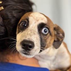 Photo of Kip, adoptable Australian Cattle Dog in Santa Maria, California