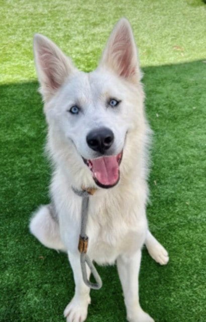Photo of Icy, adoptable Siberian Husky in San Pedro, California