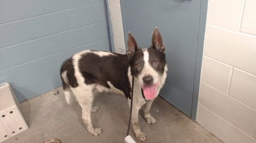 Photo of Rufo, adoptable German Shepherd Dog in Downey, California