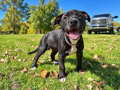 Photo of Tay Tay 21/21, adoptable American Pit Bull Terrier in Frankenmuth, Michigan