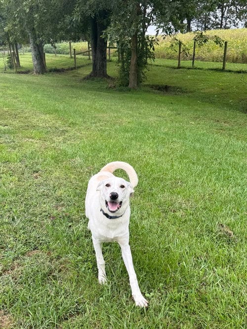 Photo of Greyson, adoptable Labrador Retriever in Osgood, Indiana