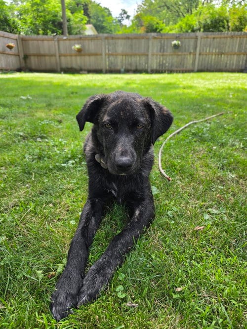 Photo of Sarah, adoptable Great Pyrenees in Brooklyn Center, Minnesota