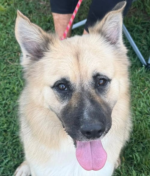 Photo of Balto, adoptable Shepherd in Carrollton, Georgia
