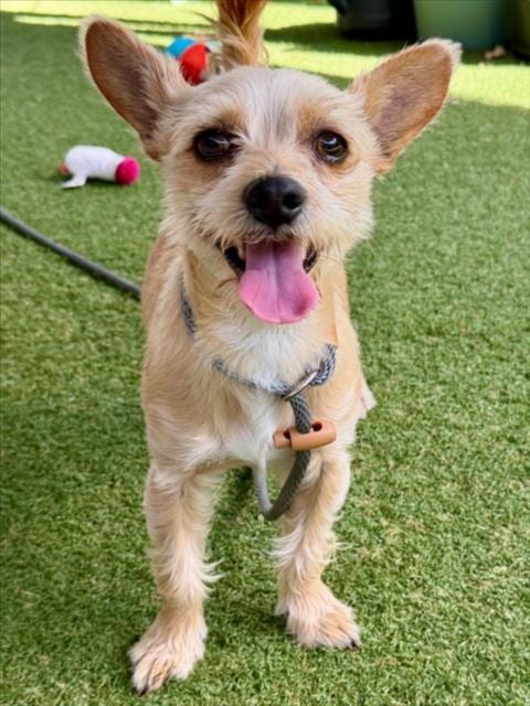 Photo of Simba, adoptable Yorkshire Terrier Yorkie in Woodland, California