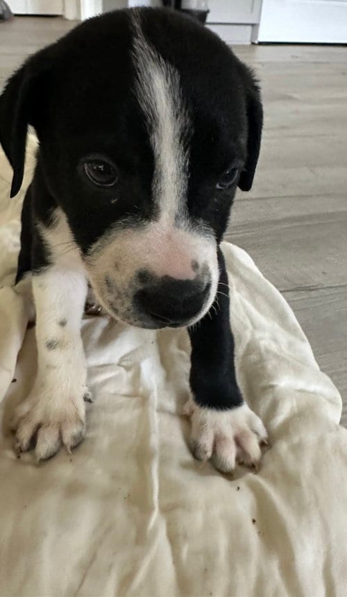 Photo of Forest, adoptable Staffordshire Bull Terrier in The Woodlands, Texas