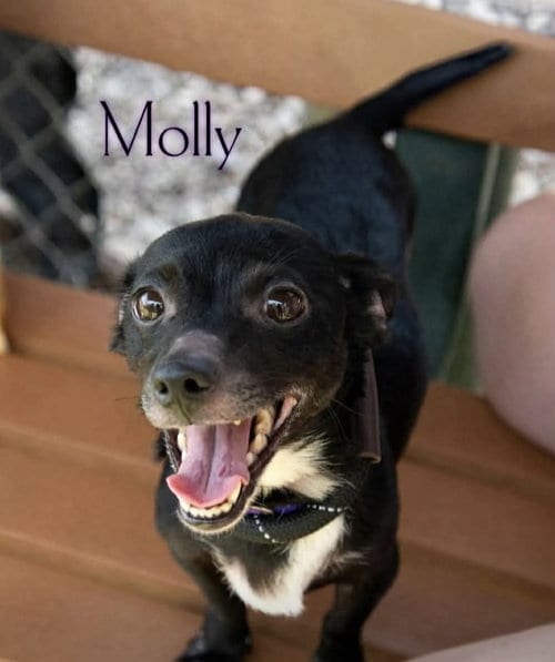 Photo of Molly, adoptable Dachshund in Elizabethtown, Pennsylvania