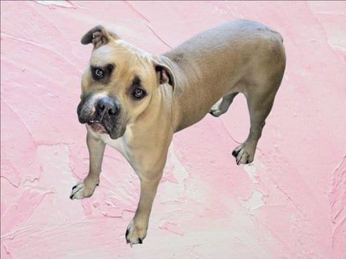 Photo of Athena, adoptable American Staffordshire Terrier in Van Nuys, California