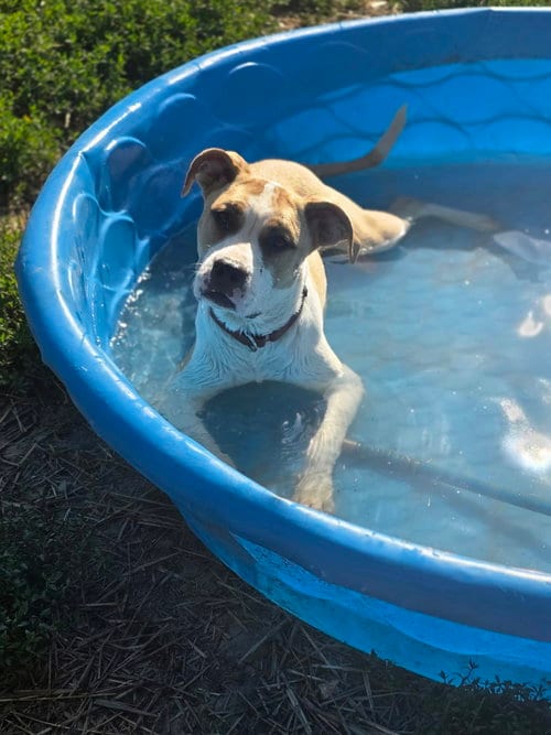 Photo of Floyd Dawgs : Juno, adoptable Shepherd in Aurora, Indiana
