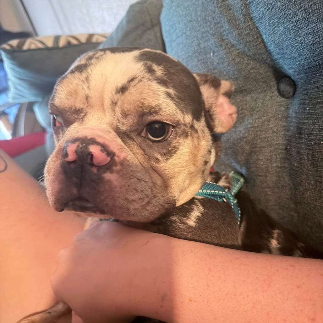 Photo of Mr Nice Guy, adoptable Bulldog, French in Gainesville, Florida