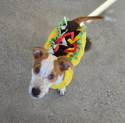 Photo of Nutmeg, adoptable Unknown breed in Rancho Santa Fe, California