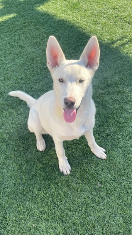 Photo of Snowy, adoptable Husky in San Diego, California