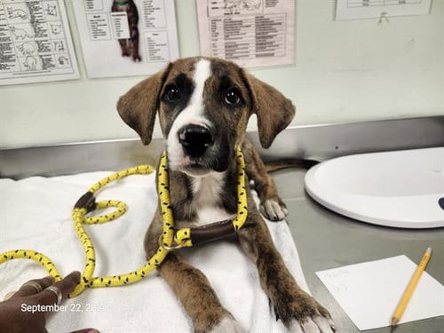 Photo of Remy, adoptable Boxer in Santa Cruz, California