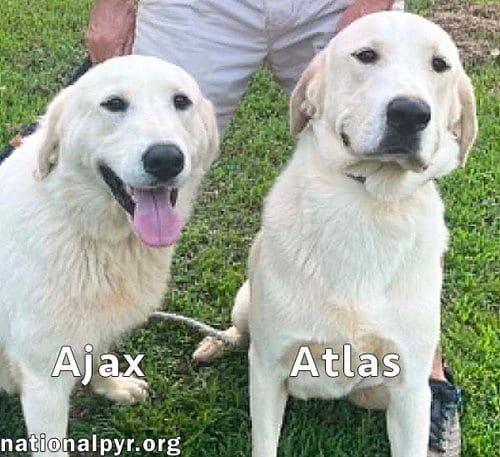 Photo of Atlas & Ajax in AL - Playful Bonded Pair, adoptable Great Pyrenees in Beacon, New York