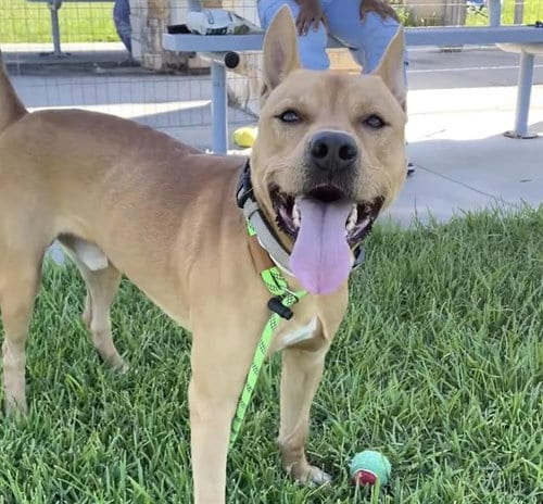 Photo of Oakley, adoptable Staffordshire Bull Terrier in Houston, Texas