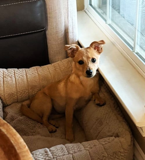 Photo of Nellie, adoptable Chihuahua in Yuba City, California