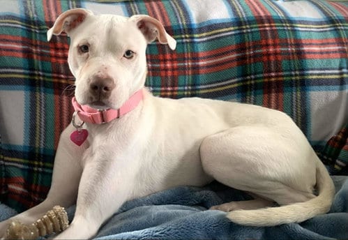 Photo of Peppermint Patti, adoptable Pit Bull Terrier in Catasauqua, Pennsylvania