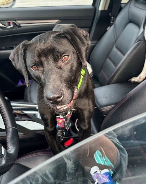 Photo of Waffles, adoptable Black Labrador Retriever in Cuyahoga Falls, Ohio