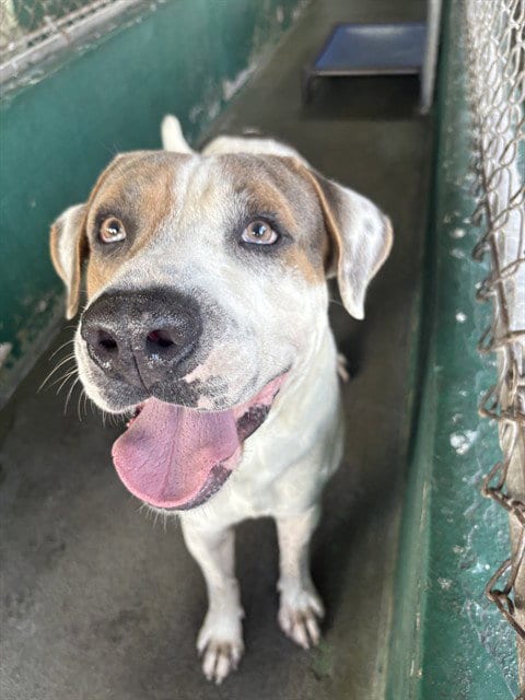 Photo of Titan, adoptable Anatolian Shepherd in Miami, Florida